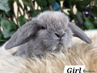 Mini Lop rabbits - Advert 3