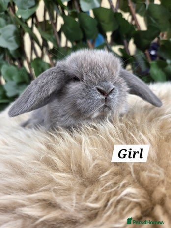 Mini Lop rabbits - Advert 3
