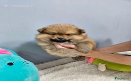 Pomeranian dogs for sale: Little Pomeranians  - Image 7