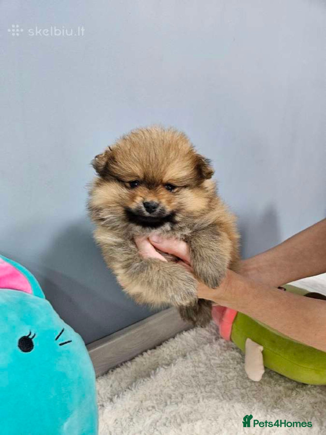 Pomeranian dogs for sale: Little Pomeranians  - Image 7