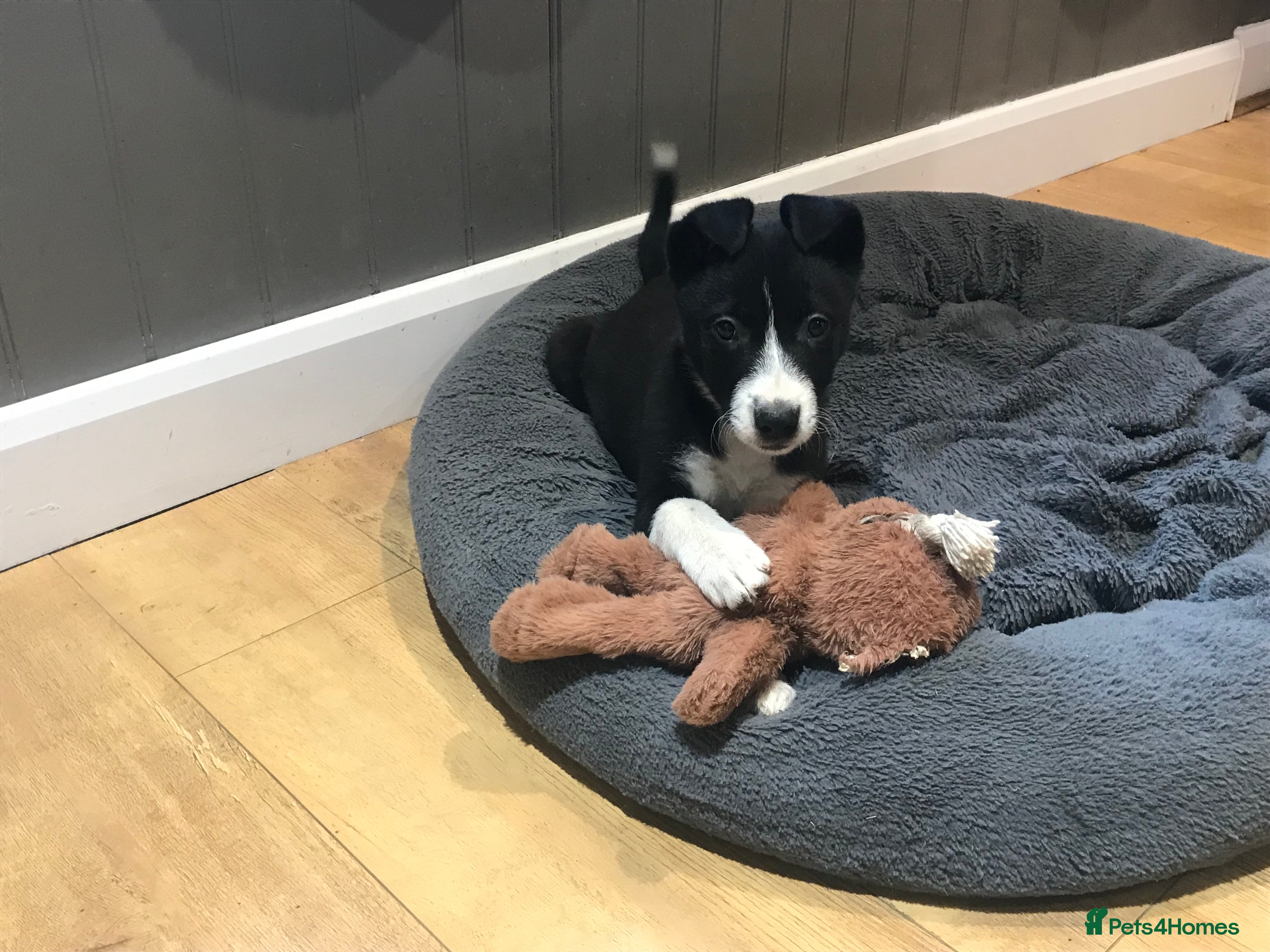 Border Collie dogs Male Border Collie Pup 10 weeks old - Advert 4