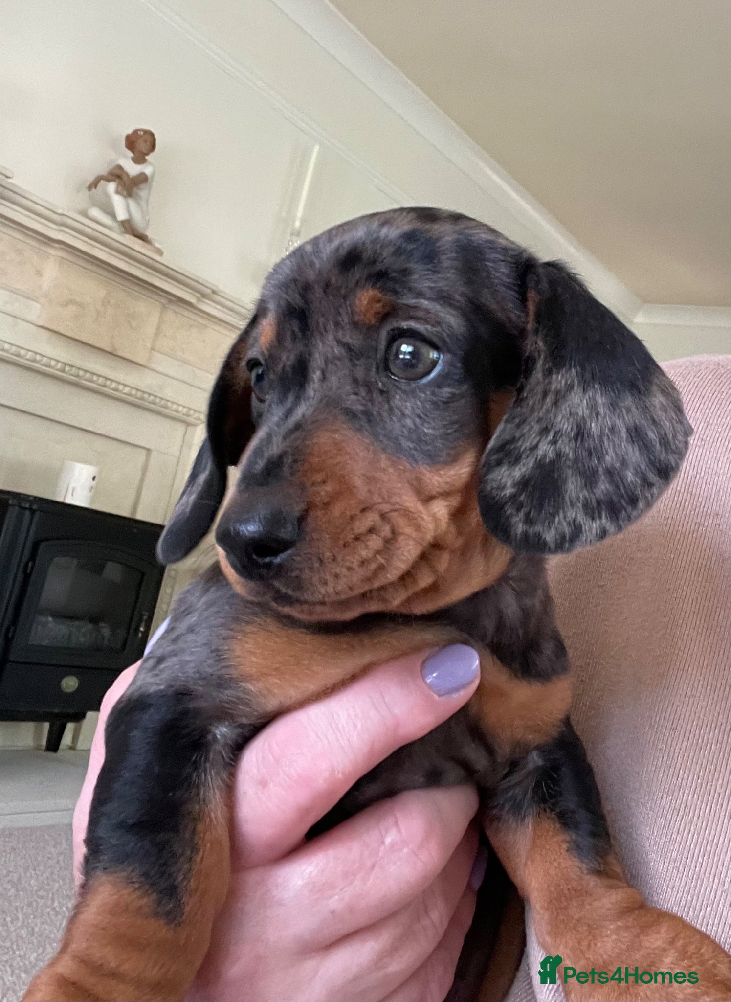 Miniature Dachshund dogs Ready to leave ! K/C reg Mini Dachshund Boy  - Advert 2