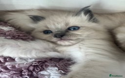 Ragdoll cats for sale: Ragdoll kittens  in Hounslow - Image 2