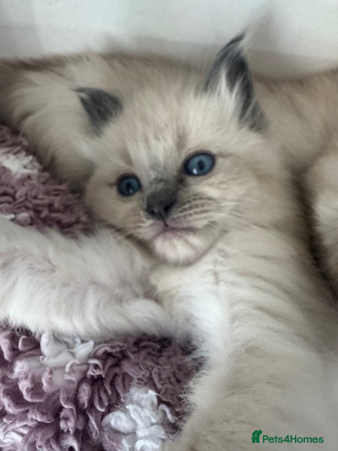 Ragdoll cats for sale: Ragdoll kittens  in Hounslow - Image 2