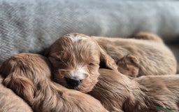 Cockapoo dogs for sale: Beautiful litter of 6 cockapoos - Image 8