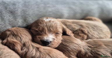 Cockapoo dogs - Advert 13