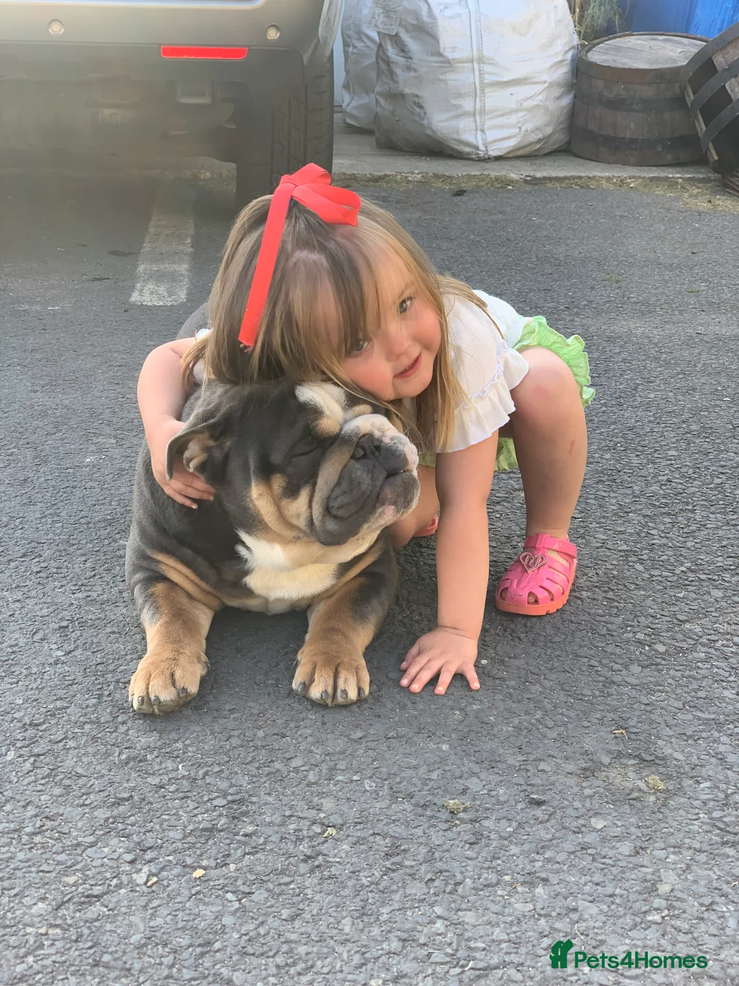 English Bulldog dogs for stud: English Bulldog Stud – Exceptional Temperament - Advert 16