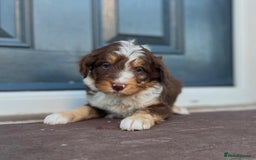 Bordoodle dogs for sale: OUTSTANDING *TRI COLOUR* MINIATURE BORDOODLES - Image 15