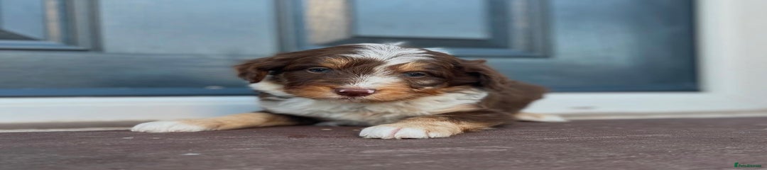 Bordoodle Puppy 1