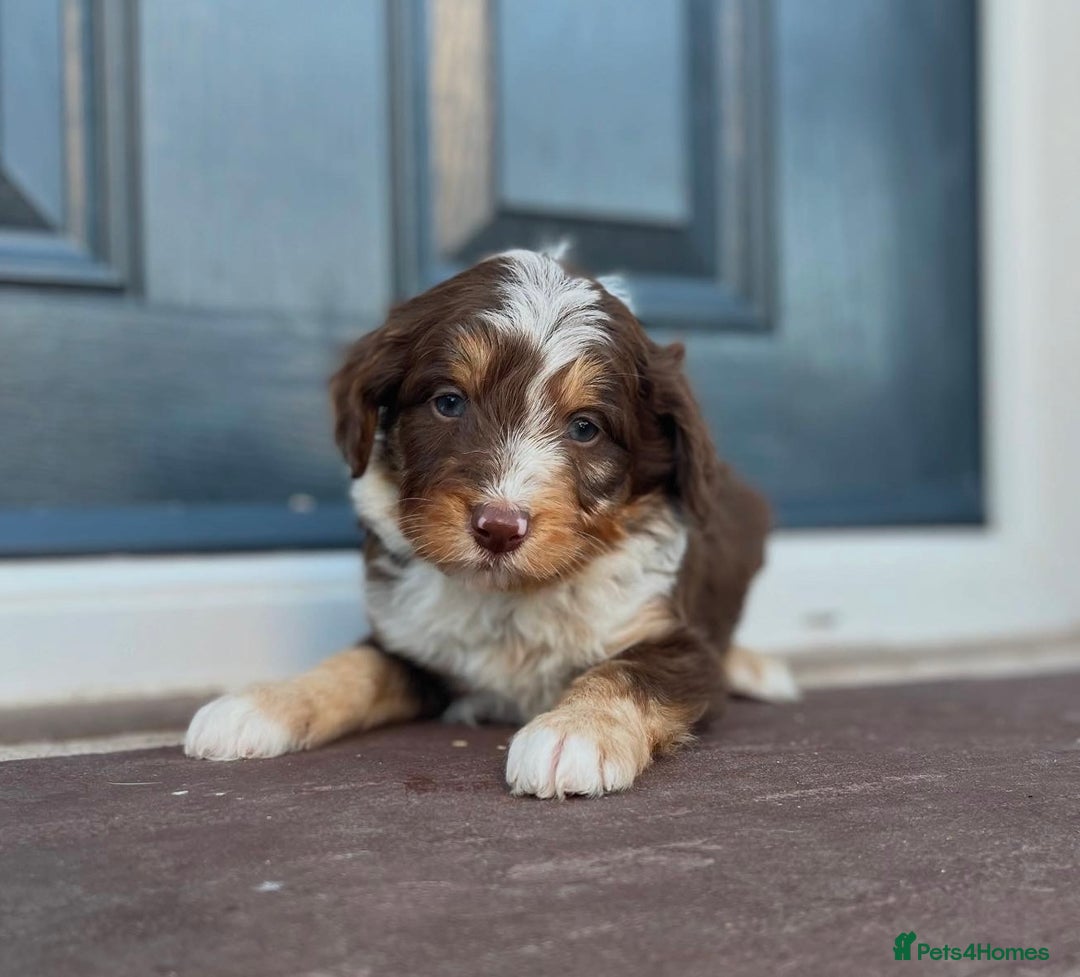 Bordoodle dogs for sale: OUTSTANDING *TRI COLOUR* MINIATURE BORDOODLES - Image 15