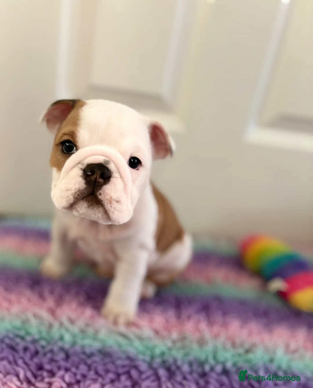 English Bulldog dogs for sale: 🔥READY NOW KC REG ENGLISH BULLDOG GIRL🔥 - Advert 2