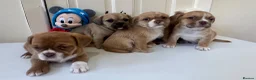 Mixed Breed dogs for sale: Adorable French Bulldog x Shih Tzu Puppies  - Advert 5