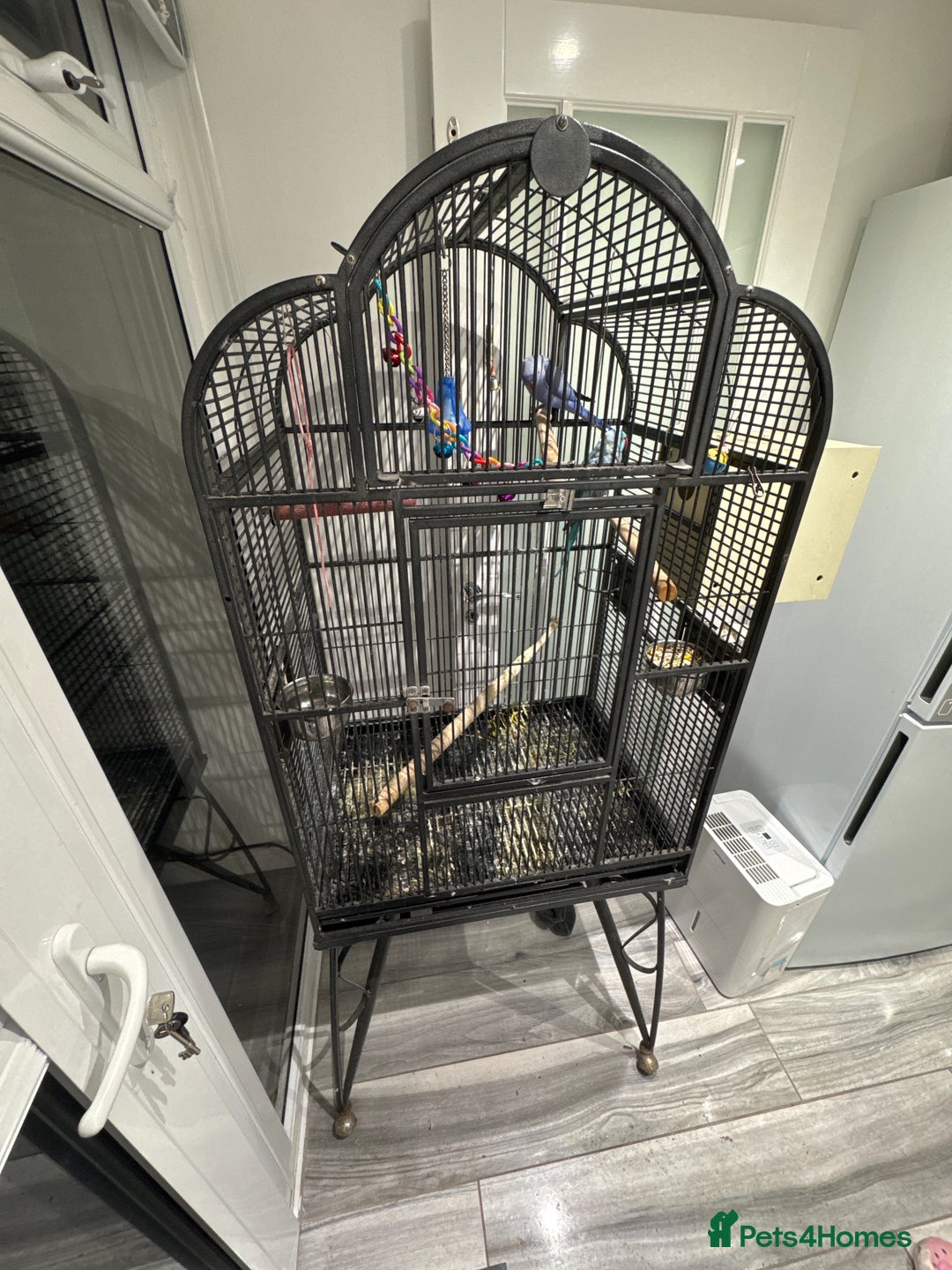 Parrots birds for sale: Breeding pair Indian Ring Neck Parrots - Advert 6