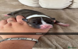 Mixed Breed dogs for sale: Pocket bully x  - Image 1
