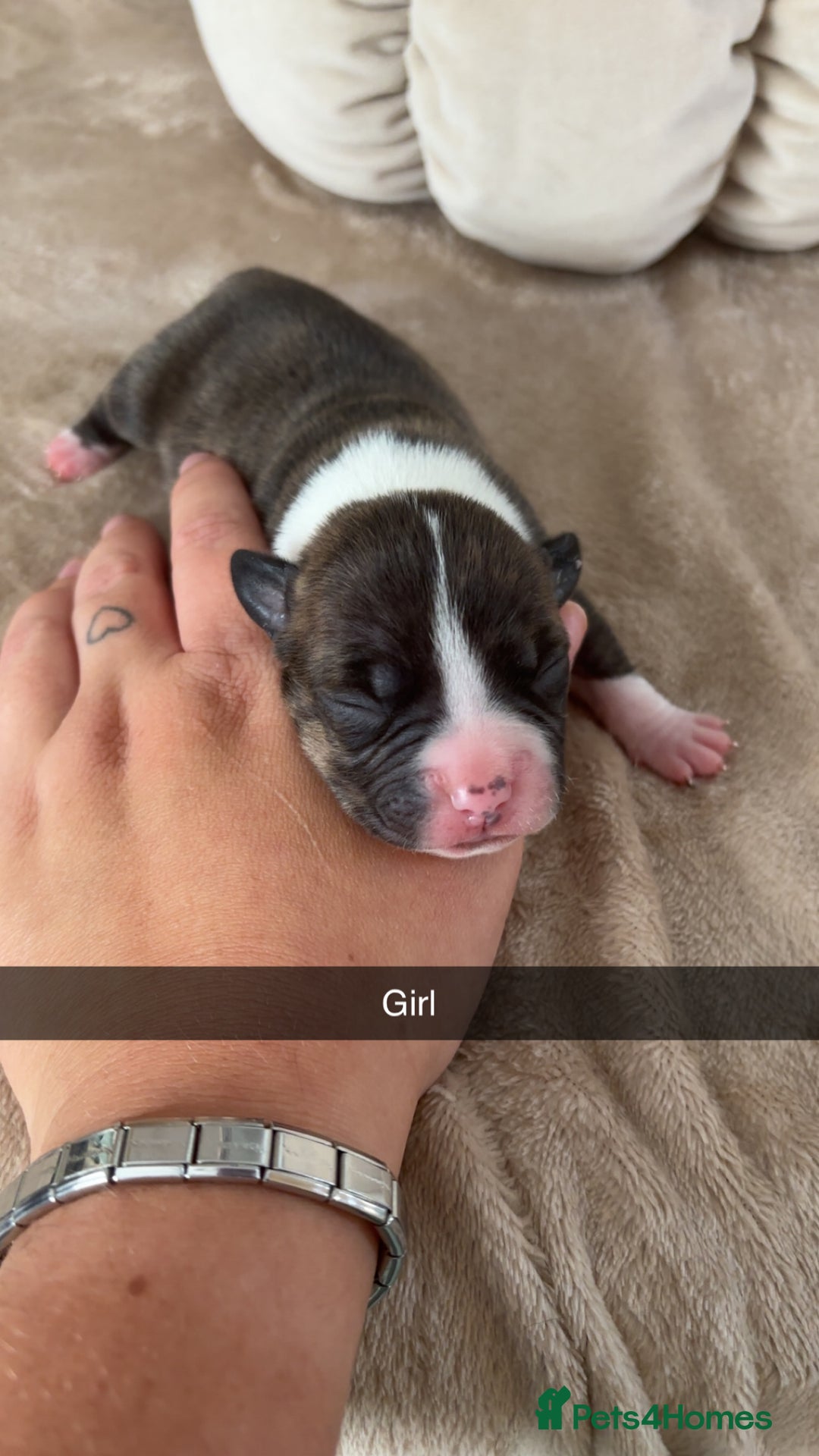 Mixed Breed dogs for sale: Pocket bully x  - Image 1