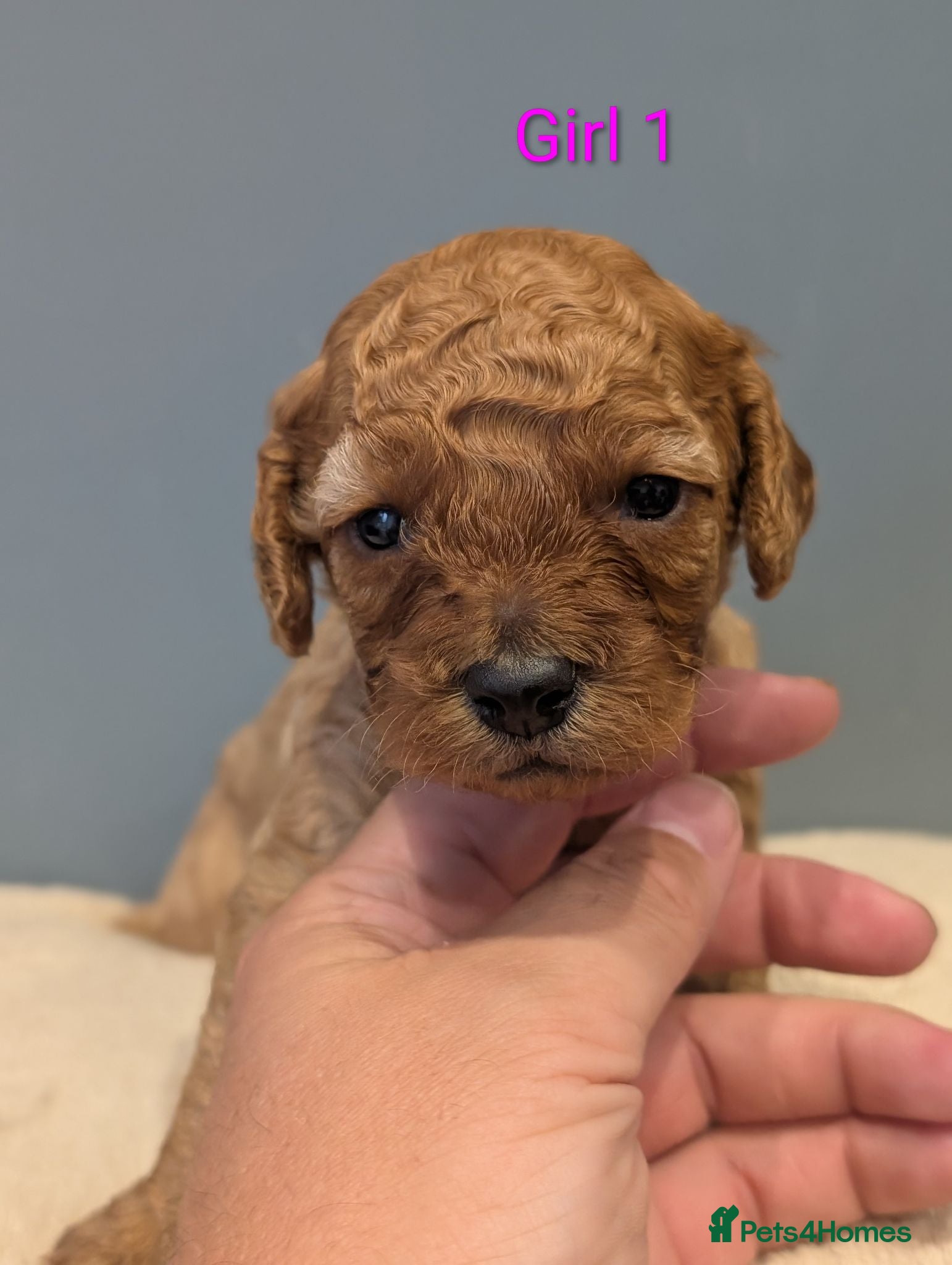 Cockapoo dogs Red Cockapoo - Advert 1
