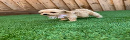 Cockapoo dogs for sale: 🐾 Adorable F1BB Teddy bear toy cockapoos 🐾 - Advert 4