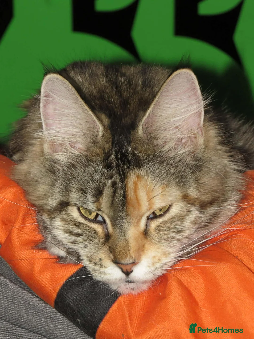 Maine Coon cats for sale: Maine coon kitten boy  in Buckley - Advert 6