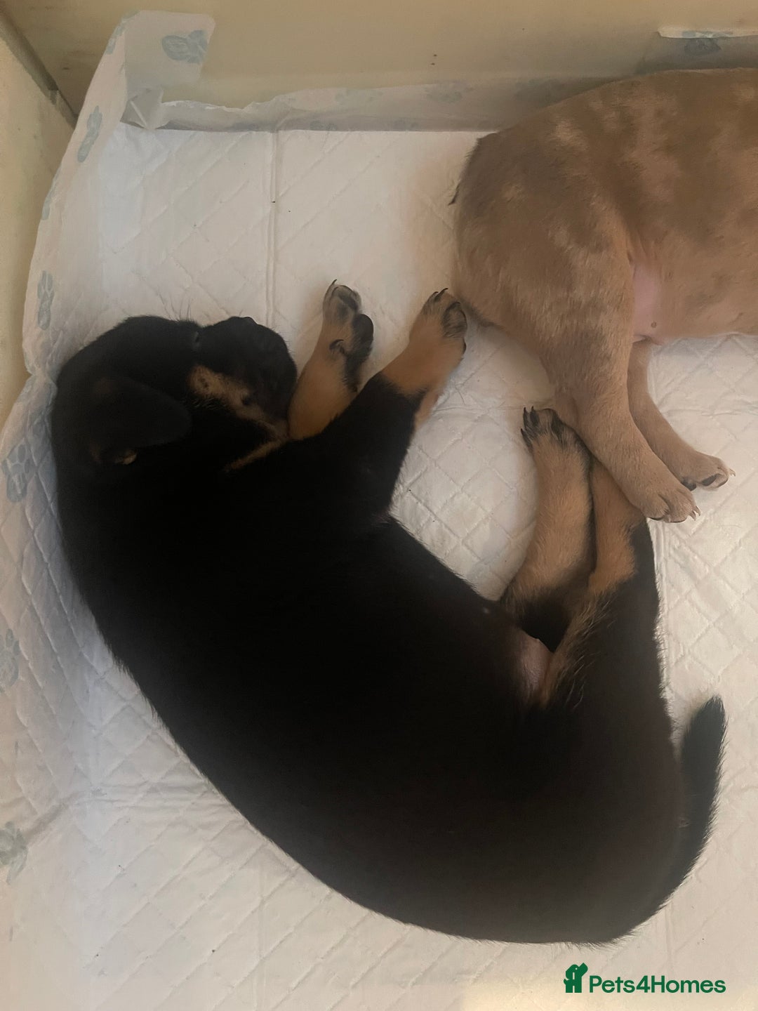 Mixed Breed dogs for sale: French pomerdogs  - Image 21