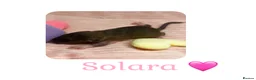 Rat rodents for sale: Baby Dumbo Rats  - Advert 17