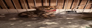 Red collar 