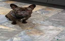Miniature Dachshund dogs for sale: Rehoming - Mini dachshund (3) & French Bulldog (8) - Image 3