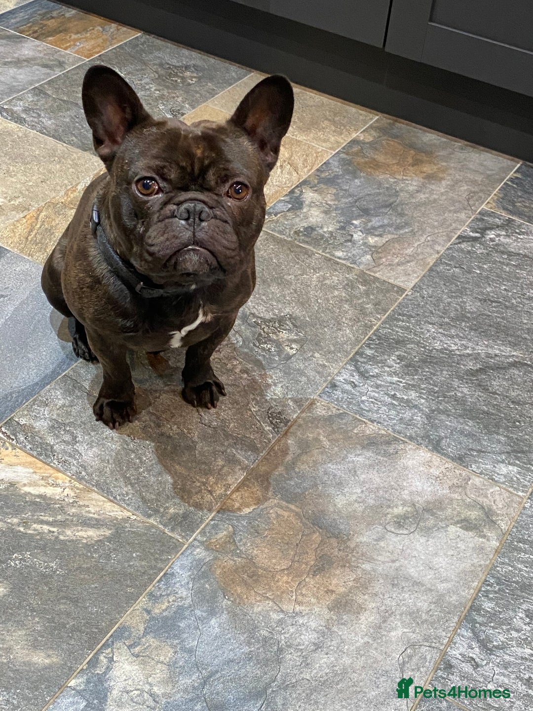 Miniature Dachshund dogs for sale: Rehoming - Mini dachshund (3) & French Bulldog (8) - Image 3