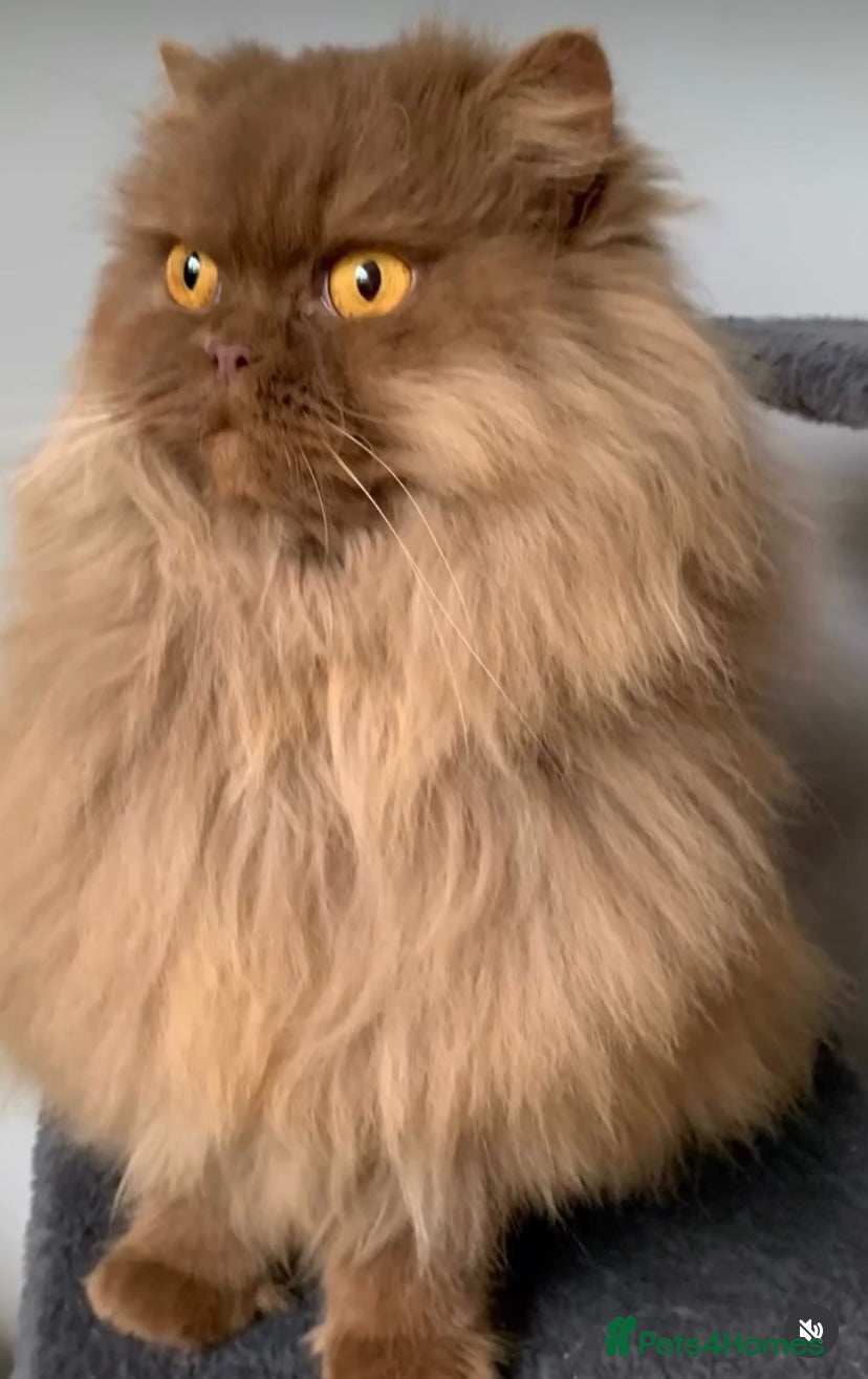 British Longhair cats British long hair adults  - Advert 1