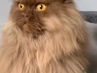 British Longhair cats British long hair adults - Advert 1