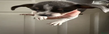 Mixed Breed 5