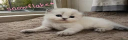 Persian cats for sale: Absolutely beautiful Persian/ragdoll Kittens - Advert 2