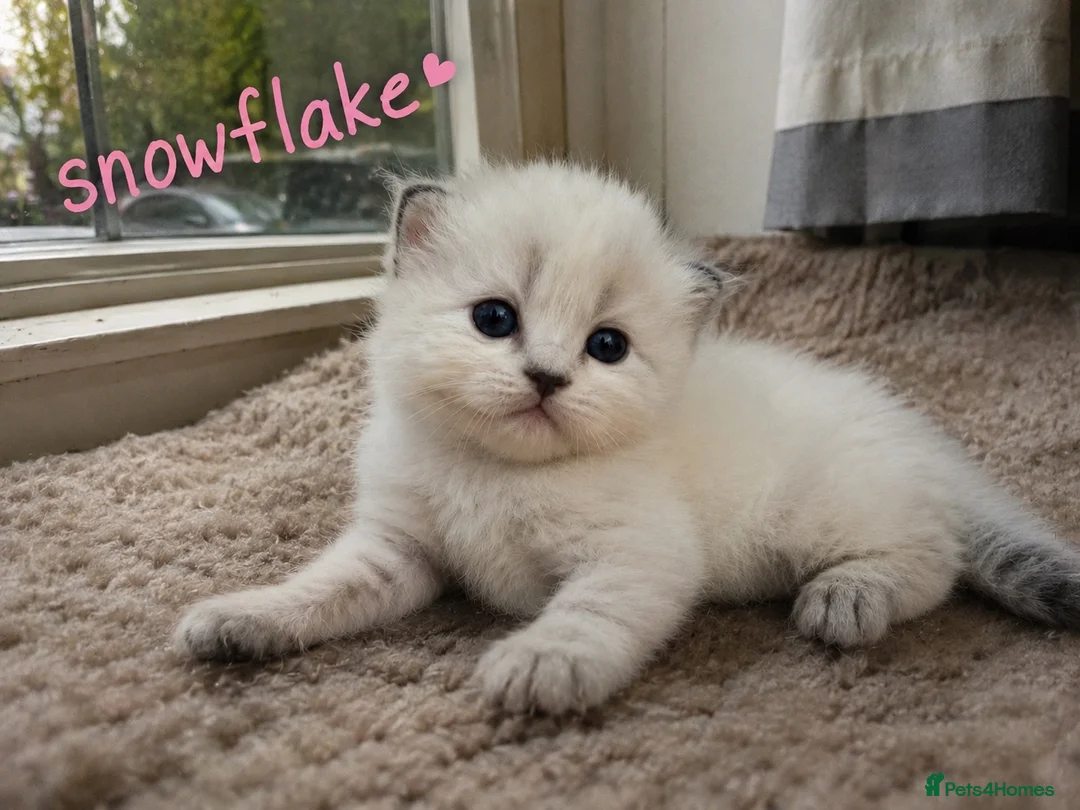 Persian cats for sale: Absolutely beautiful Persian/ragdoll Kittens - Advert 2