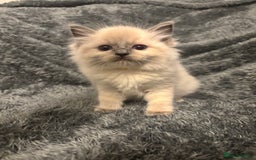 Ragdoll cats for sale: AMAZING QUALITY PEDIGREE HCM/PKD CLEAR KITTENS  - Image 4