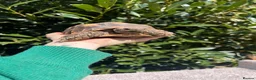 Tortoise reptiles for sale: Full tortoise setup and tortoise  - Advert 1