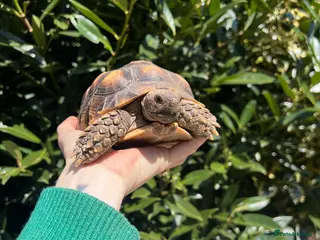 Tortoise reptiles Full tortoise setup and tortoise - Advert 1