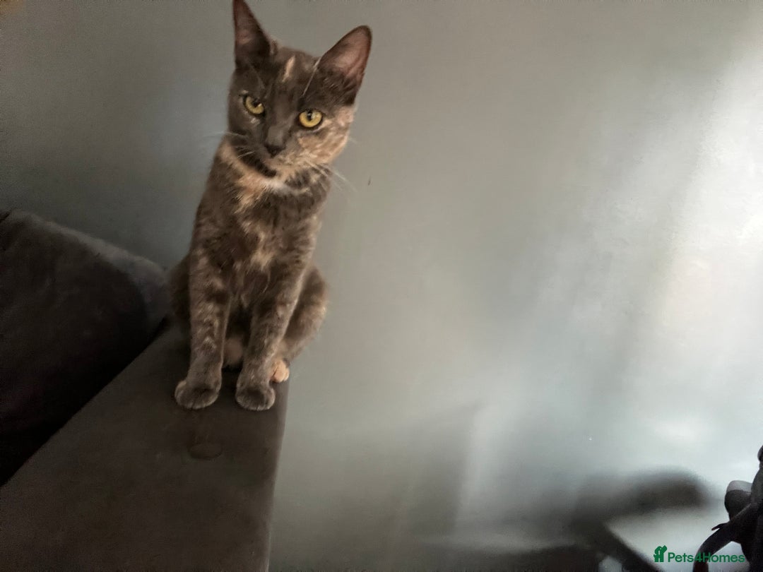 Mixed Breed cats for sale: CAT FOR FREE - Image 2