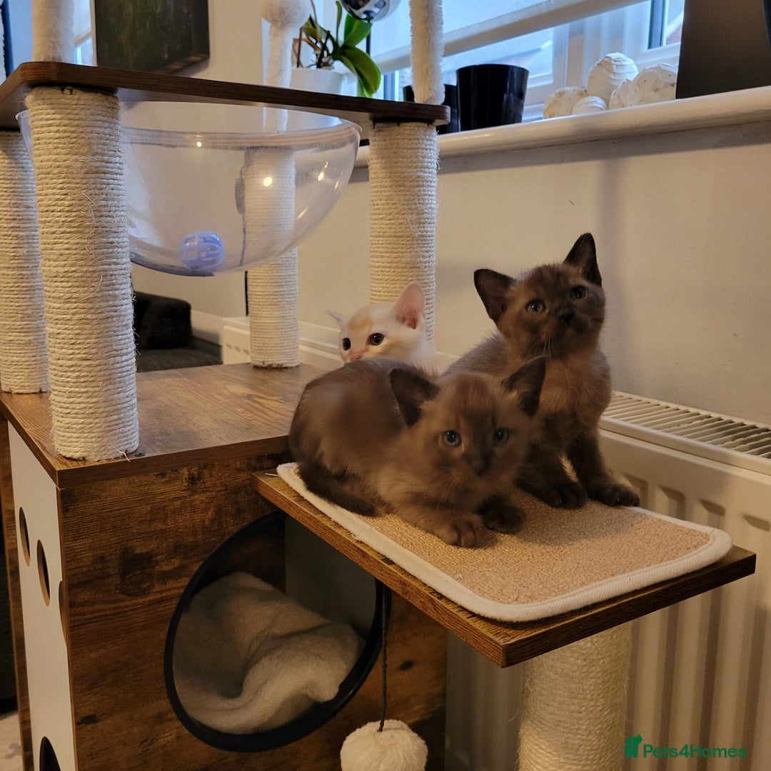 Burmese cats for sale: Pure pedigree, Registered Burmese,Vet checked 2x - Advert 16