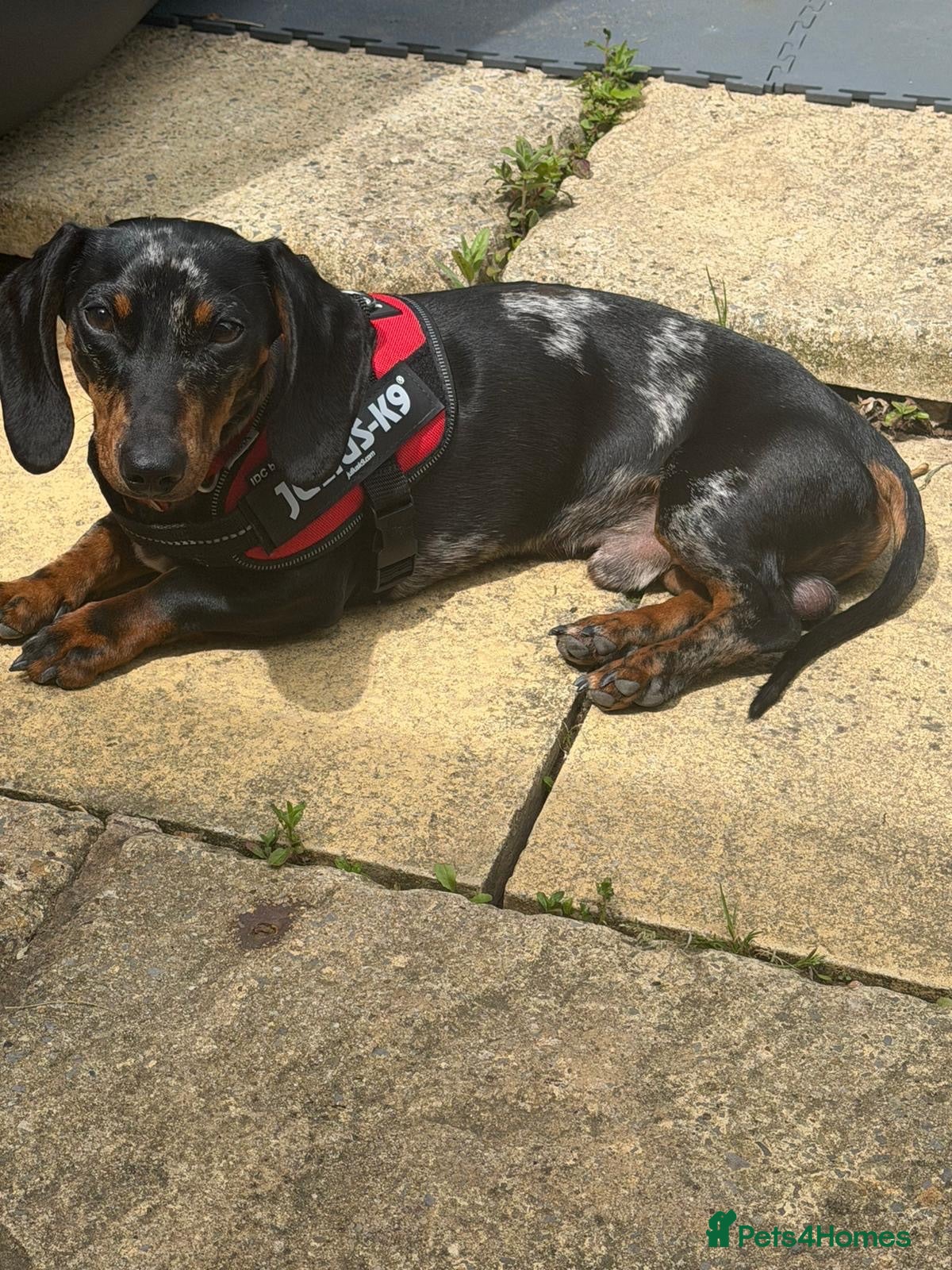 Miniature Dachshund dogs Lucifer  - Advert 1