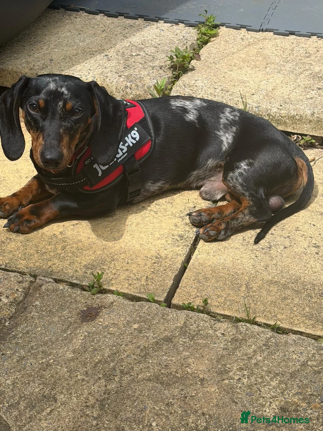 Miniature Dachshund dogs for stud: Lucifer  - Advert 1