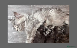 Maine Coon cats for sale: Stunning Maine coon kittens TICA registration - Image 10