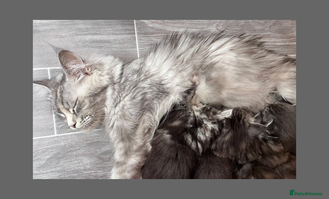 Maine Coon cats for sale: Stunning Maine coon kittens TICA registration - Image 10