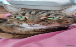 Mixed Breed cats for adoption: TINY - GIRL BIG PERSONALITY FUN AFFECTIONATE  - Image 5