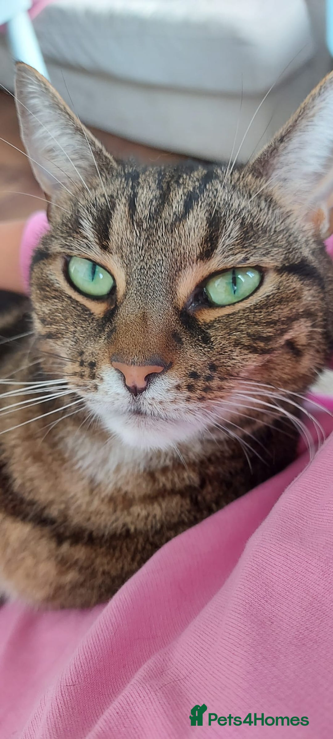 Mixed Breed cats for adoption: TINY - GIRL BIG PERSONALITY FUN AFFECTIONATE  - Image 5