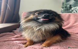 Pomchi dogs for sale: 2 beautiful tiny little Pomchi girls - Image 22
