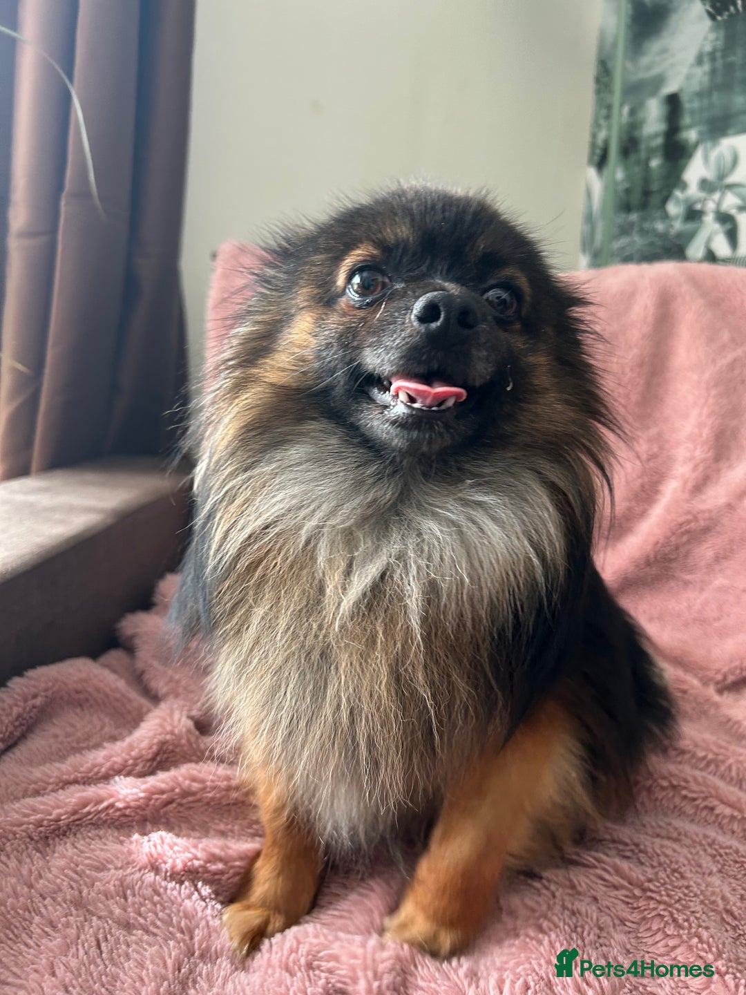 Pomchi dogs for sale: 2 beautiful tiny little Pomchi girls - Image 22