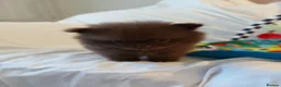 Pomeranian dogs for sale:  Toy-Type Mico Teddy Bear Face Pomeranian Puppy's - Advert 7