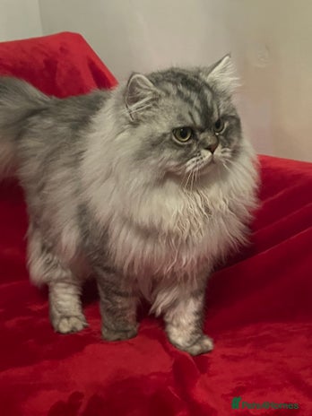 Persian cats chinchilla Persian stud ONLY - Advert 2