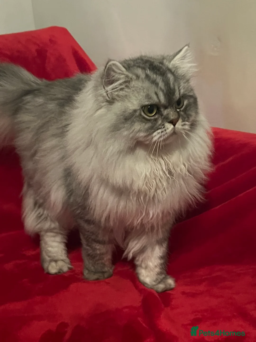Persian cats for stud: chinchilla Persian proven stud ONLY not for sale  - Advert 13