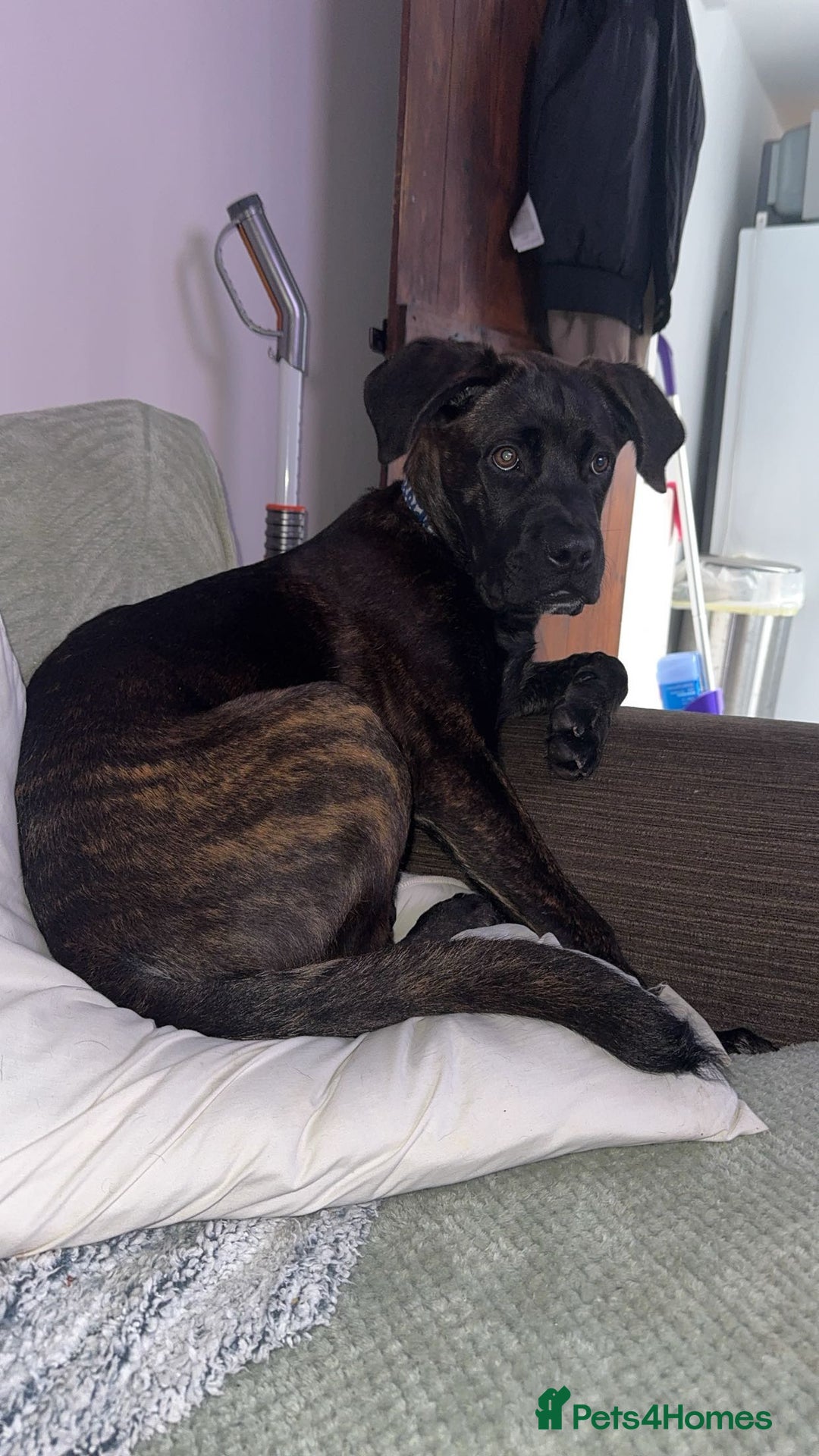 Mixed Breed dogs for sale: Enzo  - Image 2