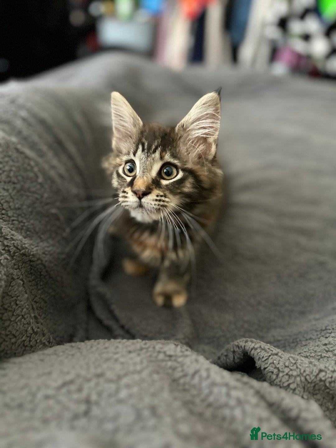 Maine Coon cats for sale: Mainecoon little lady ready for new home - Advert 5